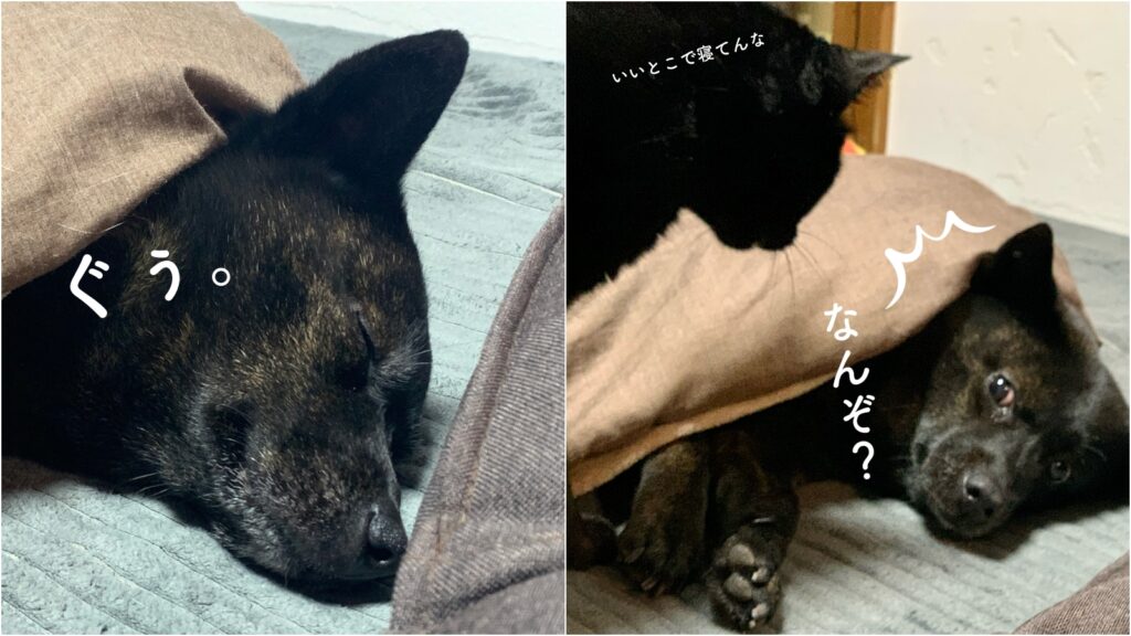 トップ お邪魔してます こたつ犬 iauoe.edu.ng